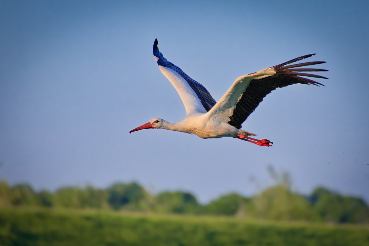 Storch Anflug bei in der Ohm Aue